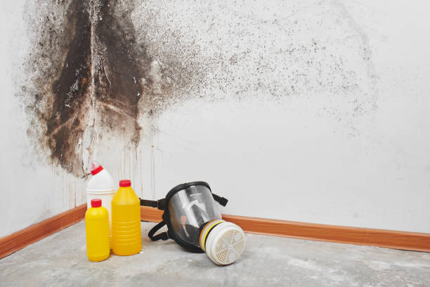 Best Emergency Mold Remediation in Dewey, OK