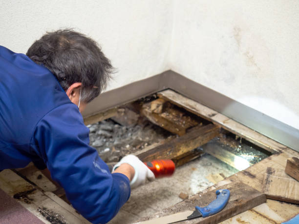 Best Post-Flood Mold Remediation in Dewey, OK