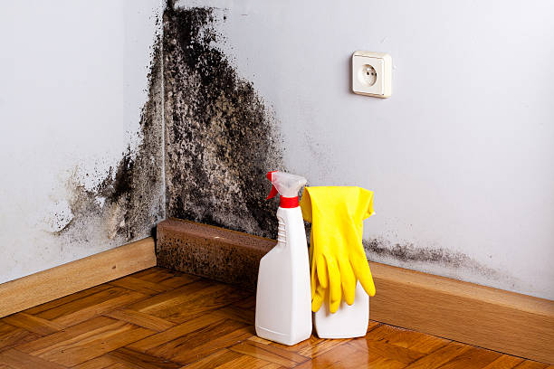 Best Mold Remediation for Specific Building Types in Dewey, OK